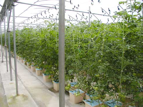 Hydroponic Gardening – Tomatoes | Avocados Love Hydroponics