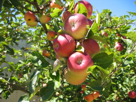 How to Plant Apple Trees | Avocados Love Hydroponics